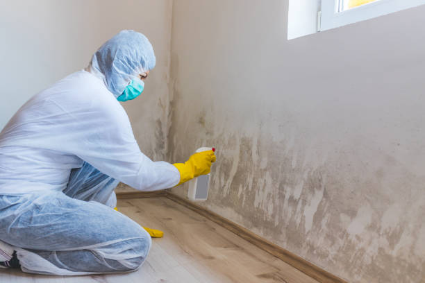 Licensed Black Mold Removal service in Munson, PA - WQB Mold Removal