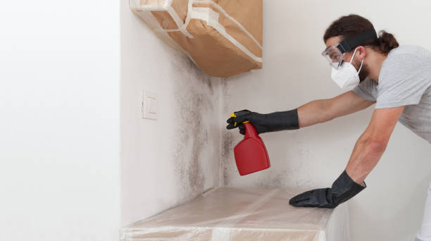 Professional Black Mold Removal technician working in Munson, PA