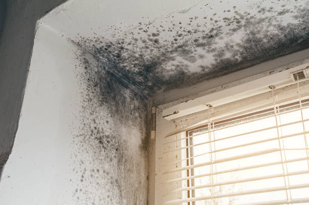 Affordable Black Mold Removal solutions in Munson, PA