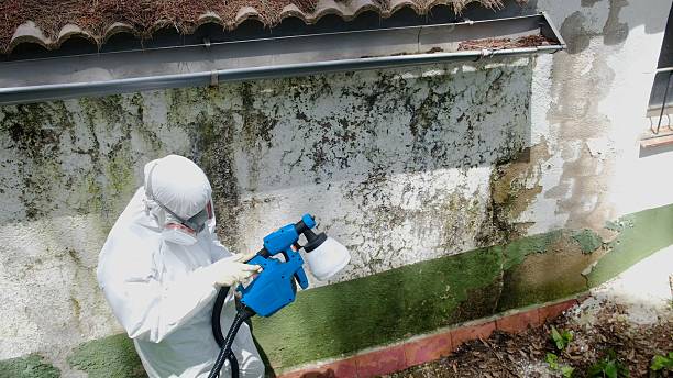 Top rated local Black Mold Removal specialists in Munson, PA